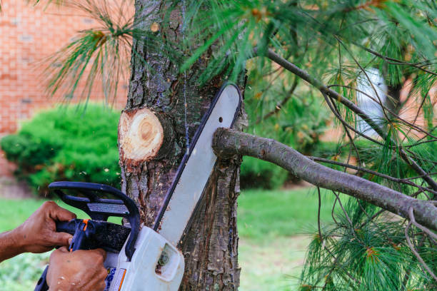 Best Emergency Tree Service  in USA